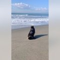 柴犬が穴掘りを極め…