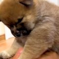 赤ちゃん犬を『パパ…