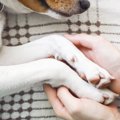 愛犬が歩けなくなっ…