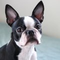 犬の心理が表れやす…