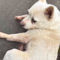 種子島で放浪してい…