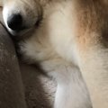 【話題】秋田犬さん…