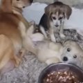 ドラム缶が「犬小屋…