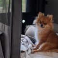 犬が家の中で『好み…