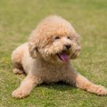 犬が『うれしょん』…
