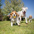 犬に『ストレス発散…