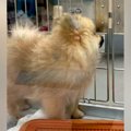 『800グラムの小さな…