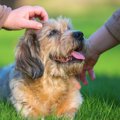 愛犬の老化サインと…