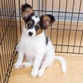 犬の預かりボランテ…