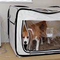 犬に『酸素室に入れ…