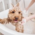 犬の皮膚ケアについ…