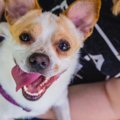 犬の「嬉しいとき」…