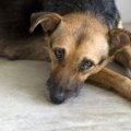 独り暮らしの飼い主…