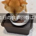 犬の食事回数は1日何…