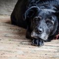 犬が「死に際」に飼…