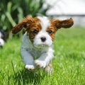 犬の飼い主が『他人…