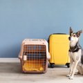 愛犬を預ける時にど…