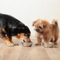 犬の『多頭飼い』に…