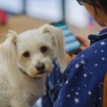 『ダメ犬』に育てて…