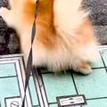 『いつもの散歩コー…