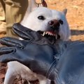 『本気噛み』がひど…