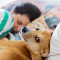 愛犬が飼い主と一緒…