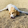 犬が『疲れている時…