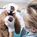 犬の歯は折れやすい…