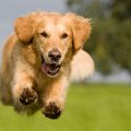 ビックリ！犬が急に…