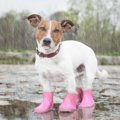 犬が雨で濡れたら毎…