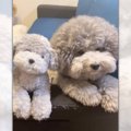 トイプーさんにぬい…