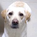まだかな？お父さん…