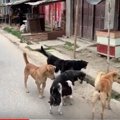 野良犬９匹に囲まれ…