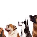 犬の頭蓋骨の長さは…