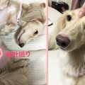 愛犬とコミュニケー…