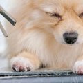 トリミングに来たポ…