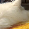 肩こり改善のために…
