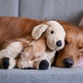 犬の『寝相』で心理…