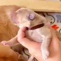 大型犬を飼うため資…