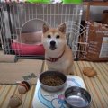 「よし」を狂言風に…