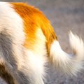 犬のしっぽの骨が折…