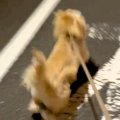 夜道でパパを発見し…