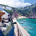 愛犬とドライブを楽…