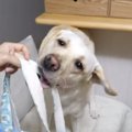 なにしてるの？飼い…