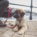 子犬の散歩デビュー…