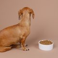 犬が『イヤイヤ期』…