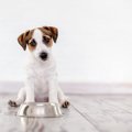 犬はグリンピースを食べても大丈夫！期待できる効果と与える際の注意点