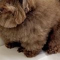 お風呂が苦手な犬→『…