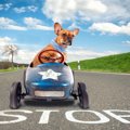 犬とサービスエリア…