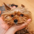 犬のモチベーション…